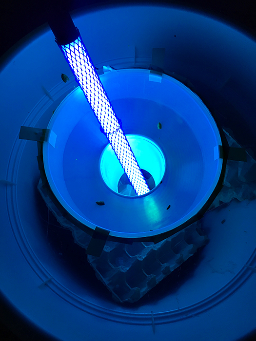 luna light trap